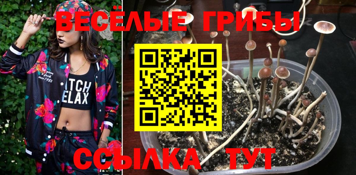 Галлюциногенные грибы Cubensis  Вход с VPN  Псилоцибиновые грибы Magic Shrooms  продажа наркотиков  Славгород 